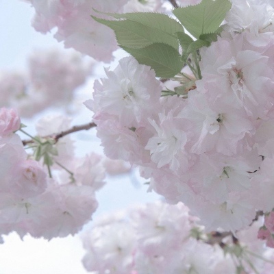 双台子FurryQQ群介绍